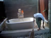 Bali 2009scd 009